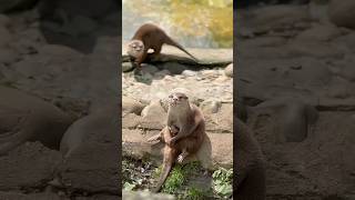 Do you  know what this otter is doing #youtubeshorts #shorts #animal #cute #otter