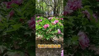 北京国家植物园牡丹园赏花，我是梦中传彩笔，欲书花叶寄朝云。