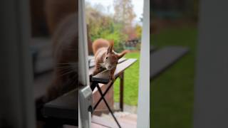 tgis😃 #autumn #squirrel #germany #eichhörnchen #wildanimals #youtubeshorts #cute #wildlife #nature