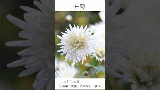 [花図鑑]華のある動画はじめました[005] #shorts