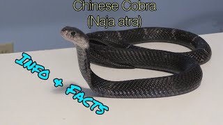 Chinese Cobra! (Naja atra)