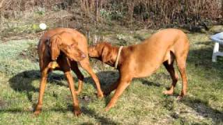 Vizslas in Love - Hunde mit Frühlingsgefühlen www.hundewiese-halle.de