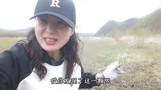 东北农村的春天来了，又到了采山野菜的季节了，东北大姐采柳蒿芽