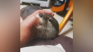 Otter Genki like to suck mommy's hand all the time😁🦦🥰|Cute Otter