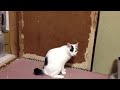 猫がレーザーポインターの光を追いかける