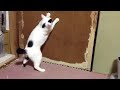 猫がレーザーポインターの光を追いかける