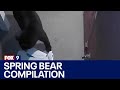 Watch bears enjoy springtime in Minnesota