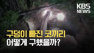 [글로벌K] 구덩이에 빠진 코끼리, 굴착기로 구조 / KBS 2021.10.06.