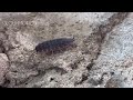 woodlouse walk video reference for animators