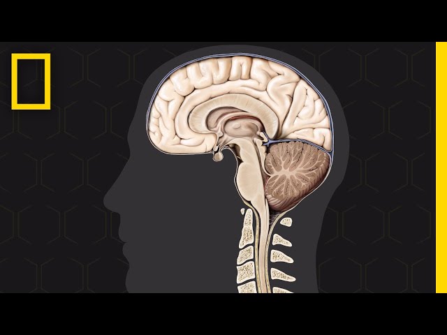 What Does The Inside Of A Human Brain Look Like Infoupdate Org