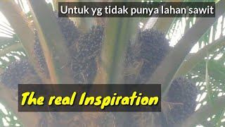 Ini Video inspirasi dan siapa tau rejeki anda