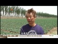 李安琪 2011年5月20日 寧夏土壤肥沃吸引港人投資經營菜場 1800