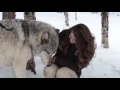 the heartwarming moment kekoa the giant timber wolf plays with a wildlife worker