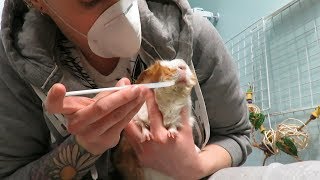 Syringing A Guinea Pig Medication: Live Demo With Apple Dumplin