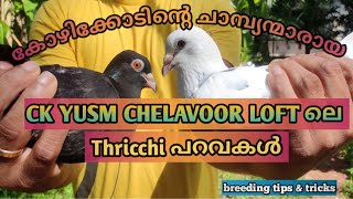 Thricchi pigeons CK YUSM LOFT chelavoor calicut