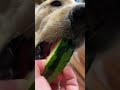 【一瞬芸】ゴールデンレトリバー夏の風物詩🐶🍉💓 funny dog はななん日記♡