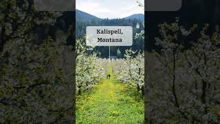 Spectacular Cherry Blossom Views: Discovering Kalispell's Hidden Gems! #cherry #spring #montana
