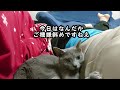 【猫動画】嫁が立とうとすると止めるロシアンブルー【russianbule】russian blue that stops when the bride tries to stand