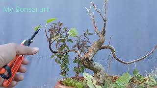 S3E24 Ficus Religiosa Training Problem 2