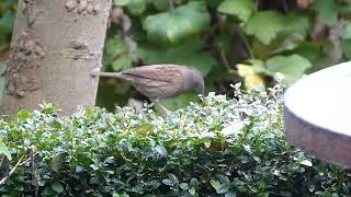 Dunnock feeding from fat bits fallen on hedge