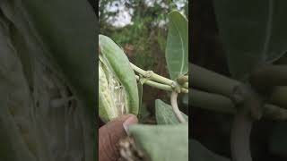 எருக்கு விதைகள் Calotropis Seeds