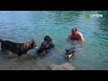 Hysterical Dog Moments Caught On Camera  Funny Dogs 2019