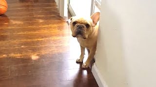 Hysterical Dog Moments Caught On Camera | Funny Dogs 2019