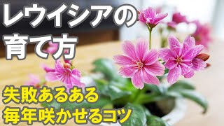 レウイシアの育て方 冬越し 植え替え 種 花 コツをお話ししますね！