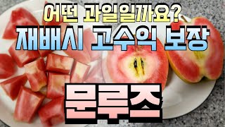 어떤 과일일까요? 재배시 고수익 보장 , 문루즈