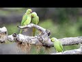 parrot talking natural voices/sounds🐦🐦