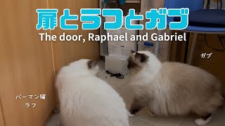 バーマン猫ラフとガブ【扉とラフとガブ】The door, Raphael and Gabriel（バーマン猫）Birman/Cat