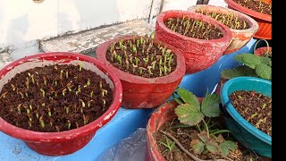 adenium seedling 7 days update ll देखिए मेरे सारे सीड ग्रो हो गए सिर्फ 7 दिनों में ll