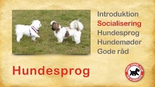 Hundesprog 2 . Socialisering