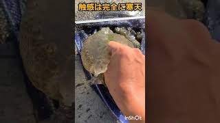 巨大河川に潜む奇妙なゼラチン生物が不気味すぎた…