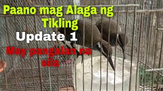 paano mag alaga ng tikling update 1 may pangalan na sila