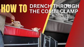 HOW TO Drench Through The Combi Clamp Sheep Handler