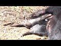 Tasmanian Devil Puppies Drink Milk And Sleep With Their Mother Under the Sun - 1211620