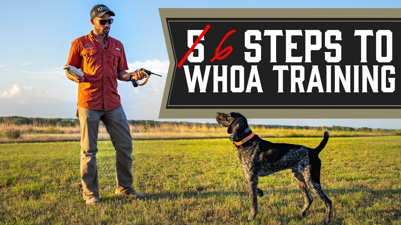 The Complete Guide To Whoa Training - Every Single Step