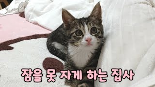 그럼에도 꼭 집사 옆에서 자는 고양이