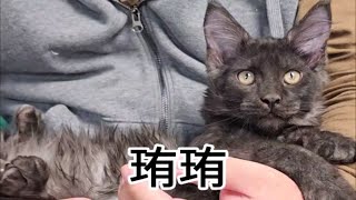 这样性格的缅因猫，谁能抗拒呢