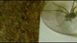 bearwoodbrown  How to Safely catch a  big spider or Bug  in house   pt 2