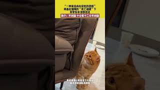 背后发凉！柯基被猫咪“死亡凝视”吓得不敢动