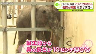 すくすく成長　アジアゾウ赤ちゃん　名前を募集　投票で決定へ　東山動植物園