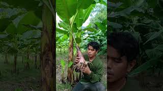 ลักษณะหน่อกล้วยที่แข็งแรงปลูกแล้วติดเร็ว #กล้วยไข่ #สวน  #ชาวสวน  #farming  #banana