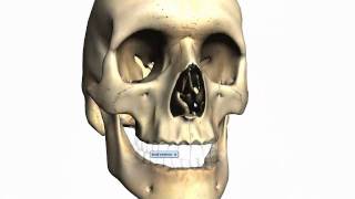 Skull tutorial (2) - Bones of the facial skeleton - Anatomy Tutorial PART 2