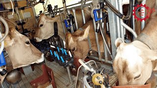 From Tradition to Innovation: The Future of Livestock Automation Technology