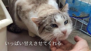 警戒心が強く「触れない猫」だった子が、すっかり甘えん坊になりました