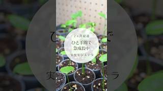 【実生モンステラの成長率がエグい】2ヶ月でもうこんなに可愛いなんて#観葉植物#植物