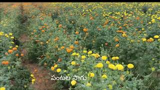 బంతి సాగు # బంతి మొక్కలు రకాలు...// marigold seeds//