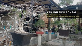 Take a peek at Pak Sumiantoro Gunungkidul's Bonsai Collection